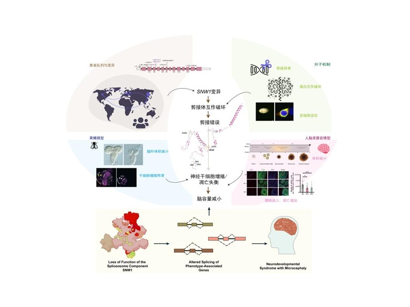 上海交大賀光課題組與合作者發現原發性小頭畸形新致病基因